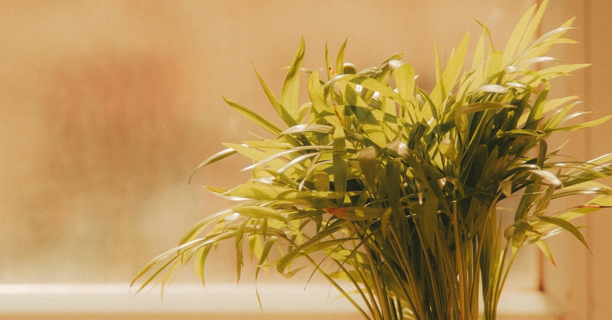 Can a back windscreen shatter?