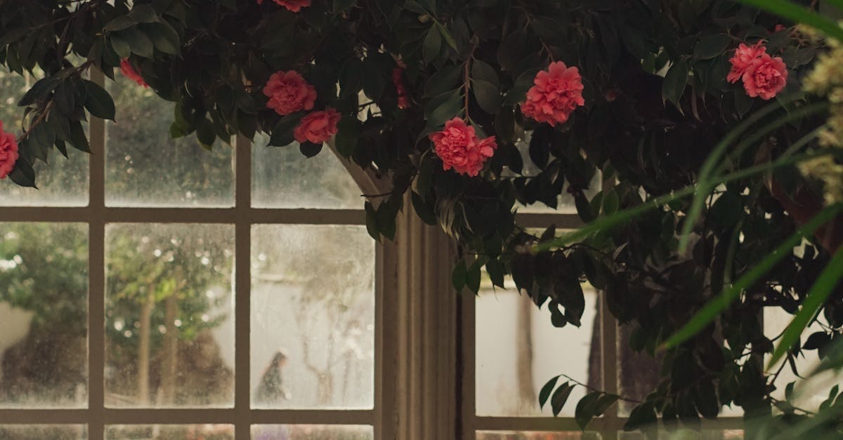 How much does it cost to install a rear windshield?