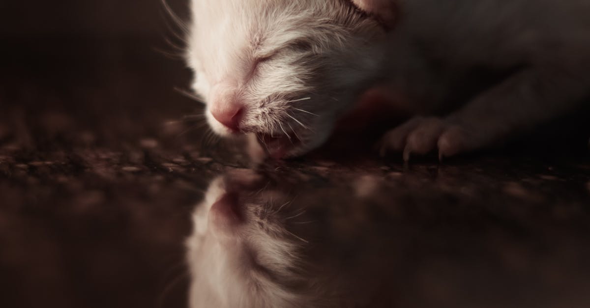 Newport, New South Wales