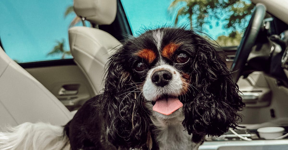 What is the cost of sunroof maintenance?